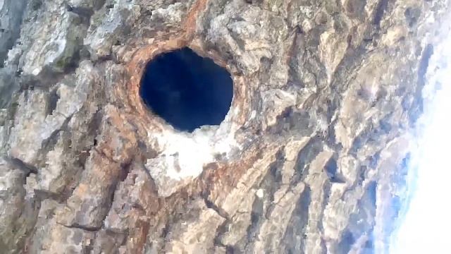 Жизнь в дупле! смотреть онлайн