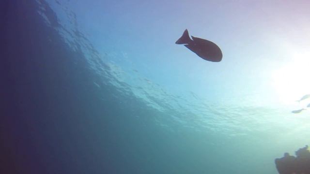 Dive // 04~07~18 // Outside Hanifaru Bay смотреть онлайн