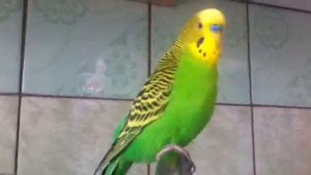 SILLY PARROT, ГЛУПЫЙ ПОПУГАЙ смотреть онлайн