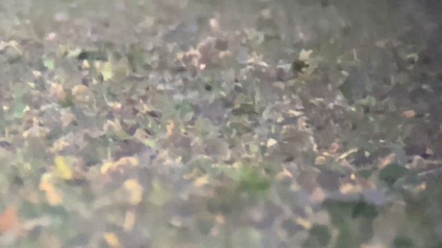 European Golden Plover / kulík zlatý / Pluvialis apricaria смотреть онлайн