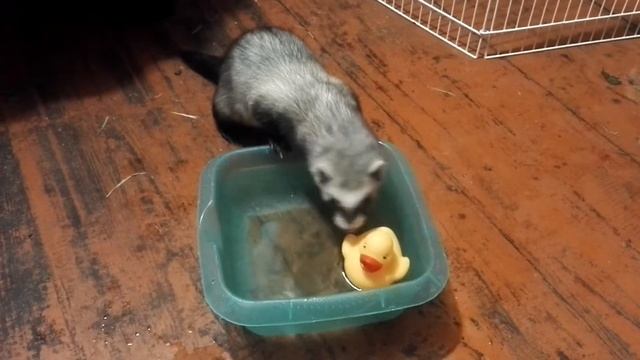 Хорьки и игрушки в тазике смотреть онлайн