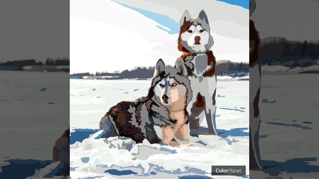 Coloring Husky Siberiano смотреть онлайн
