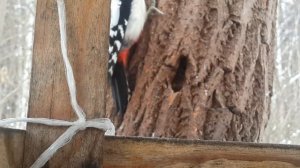 Дятлы, синицы и поползень