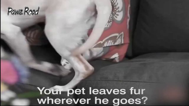How To Use Pet Hair Remover Brush Fur Remover - PAWZ Road смотреть онлайн