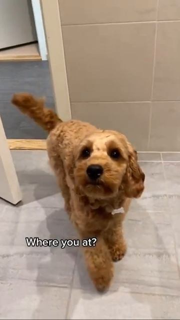 СОБАКА - ДРУГ ЧЕЛОВЕКА. ЗАБАВНОЕ ВИДЕО С ДОМАШНИМИ ПИТОМЦАМИ. МИЛЫЕ И СМЕШНЫЕ ЖИВОТНЫЕ. смотреть онлайн