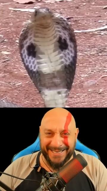 Cobra naja naja #animais #biólogohenrique #kingcobra #biologia #serpentes смотреть онлайн
