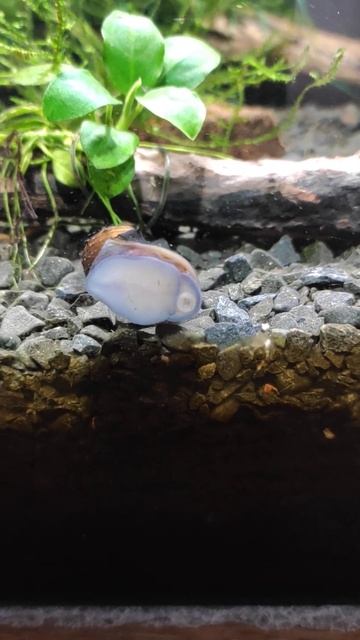 равлик неретина каска смотреть онлайн