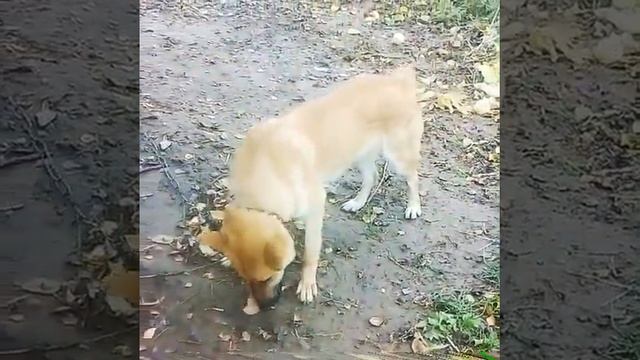 Обед нашего пёсика Града. смотреть онлайн