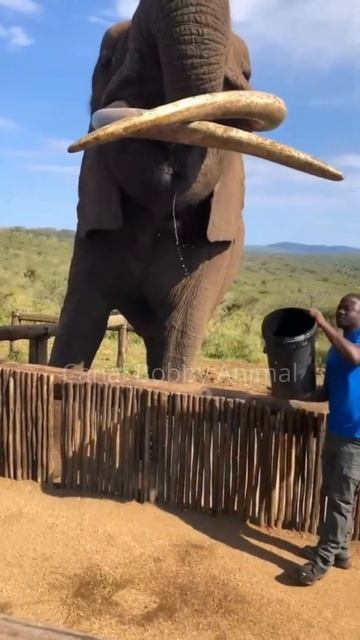 COMO MATAR A SEDE DE UM GIGANTE ELEFANTE O Maior de Todos! смотреть онлайн