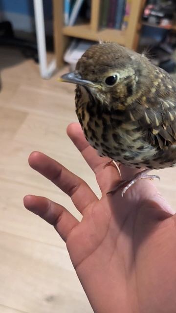 Found baby song thrush being chased by raven.(It fell from its nest) смотреть онлайн