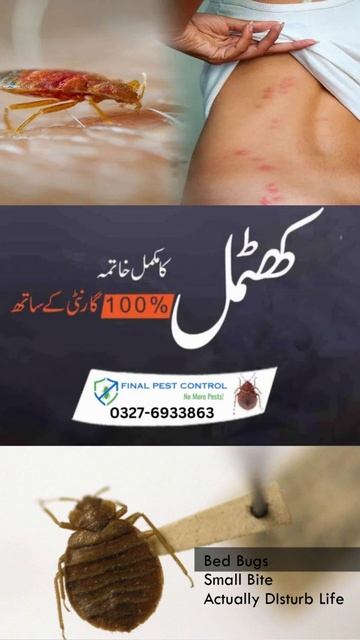 Best & Final Bed Bugs Control Service#youtubeshorts #foryou #islamabad #fyp #rawalpindi #pestcontro смотреть онлайн