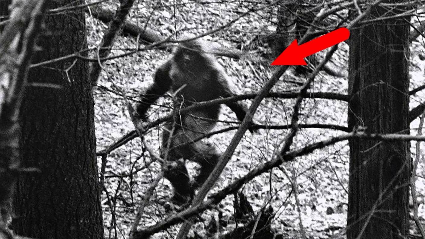 Загадочные и страшные существа, снятые в лесу! смотреть онлайн