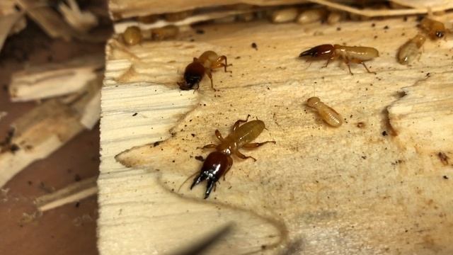 Zootermopsis angusticollis soldiers doing termite soldier things. [Apr/12/2021] смотреть онлайн