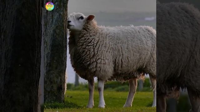 Cute Sheep 🐏🐏 смотреть онлайн