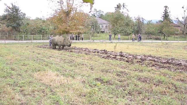 Rhino Domesticated смотреть онлайн