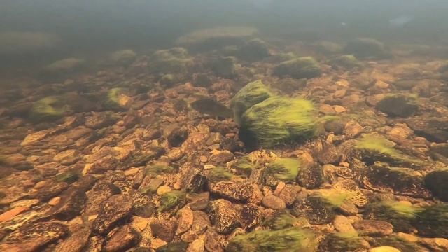 Perhokalastajan Ivalojoki -2021 смотреть онлайн