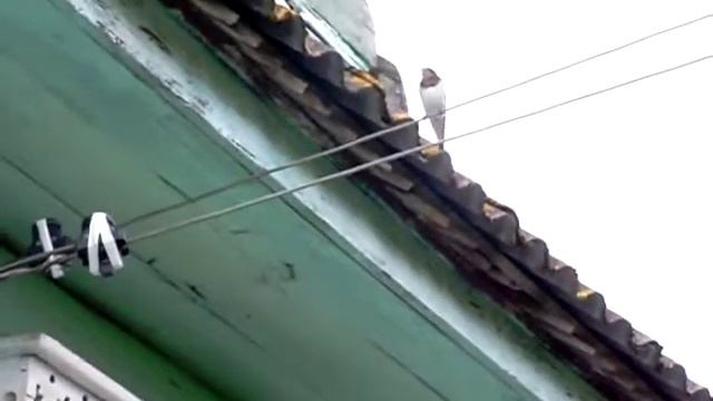 Птенцы смотреть онлайн