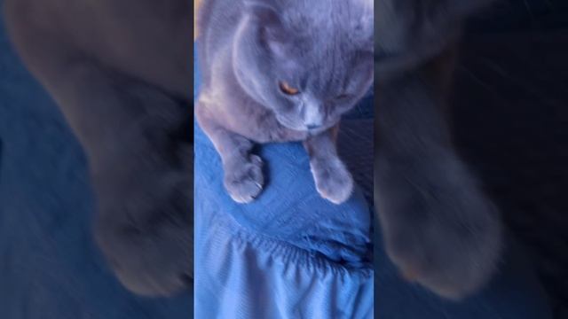 🔴КОТ СМОКИ🔴 смотреть онлайн