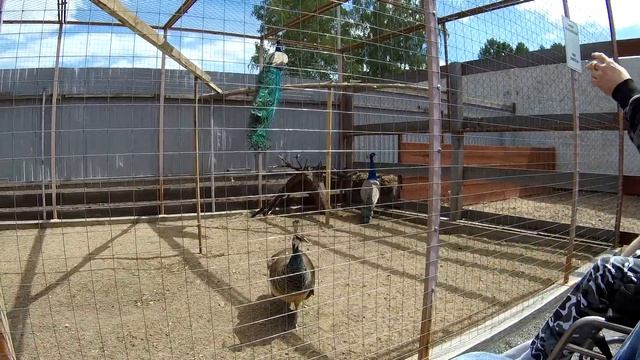 Посещение страусиного дворика смотреть онлайн