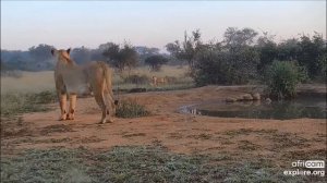 Львы Африка