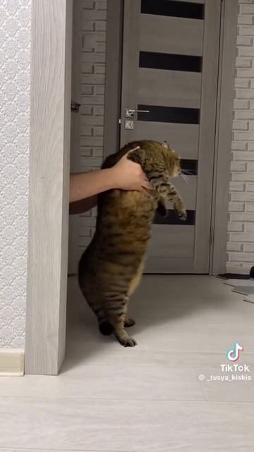 Котик для хорошего дня)1)) смотреть онлайн
