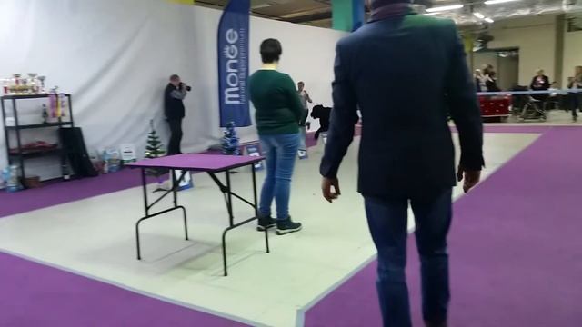 30 декабря 2018 г. МОНО Кумир Кобель - класс Чемпионов смотреть онлайн