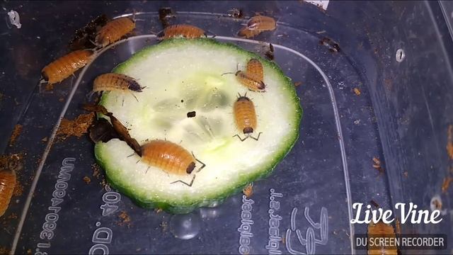 Porcellio Silvestrii. "Red Ruby". смотреть онлайн