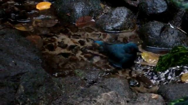 Philippine glossy starling смотреть онлайн