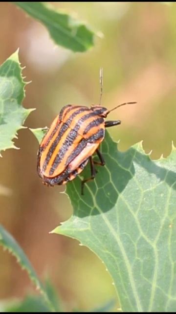 Щи́тник лине́йчатый, или графозома полосатая (лат. Graphosoma lineatum) смотреть онлайн