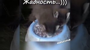 еноты пьют молоко