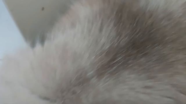 Кот это большой и страшный зверь.😆😆😆 смотреть онлайн