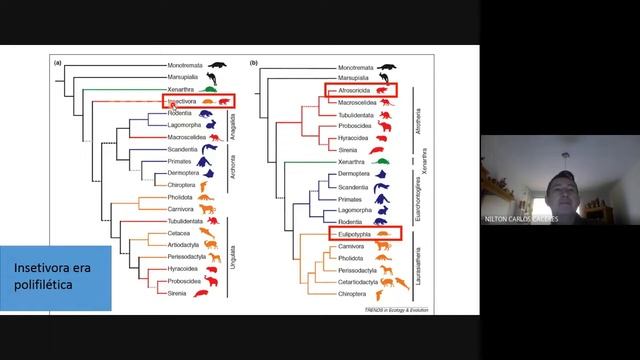 Como mamíferos evoluíram. Porque elefantes não são parentes de touros, nem macacos são de morcegos. смотреть онлайн