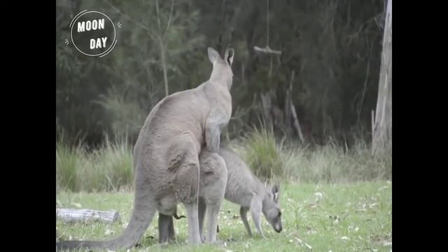 Kangaroo Mating Video 2021 | Animal Mating | Ak Animal Lover.... смотреть онлайн
