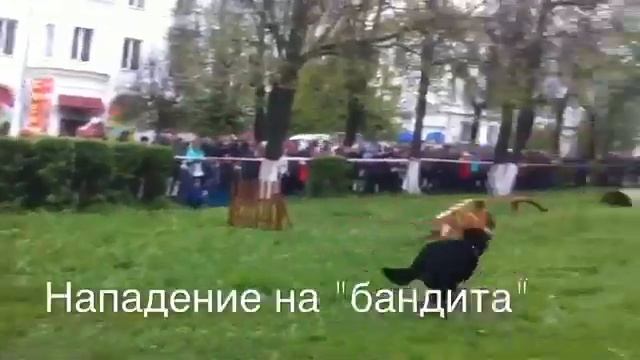 Дрисерованные овчарки🐺 смотреть онлайн