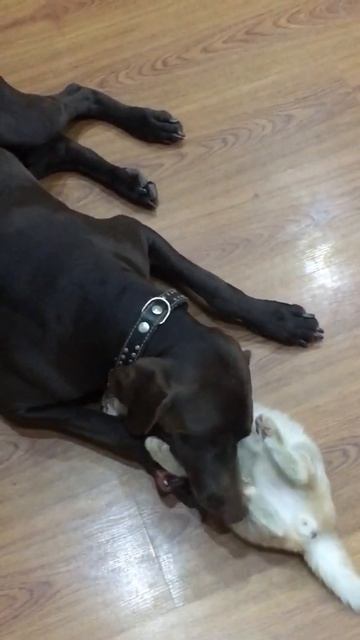 Покусали друг друга. Кот 🐈⬛ и пёс 🐶. Ейск смотреть онлайн