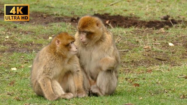Animal Planet 4k Video Documentary Film- 4K Video 1080p