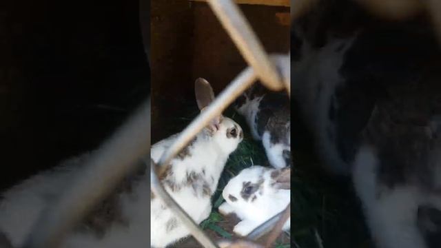 Обзор хазайства.🐐🐐🐇🐇🐰🐇🐔🐔🐓🐓❤❤ смотреть онлайн