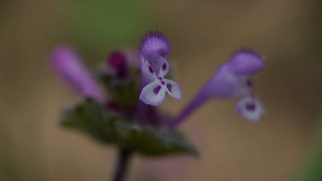 Tender Melody of the Night World of Wild Flowers, documentary film about plants of Russia #nature смотреть онлайн