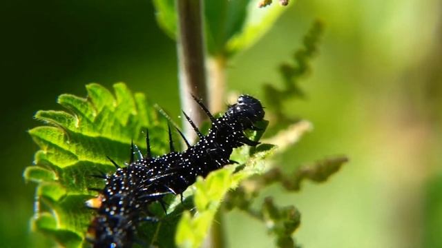 European Peacock (Aglais io) Caterpillar & Butterfly - Brighton, June 2019 смотреть онлайн