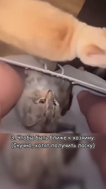 Зачем кошки рвутся за хозяином в туалет #котики #cat #кот #питомцы #домашниепитомцы #прикол смотреть онлайн