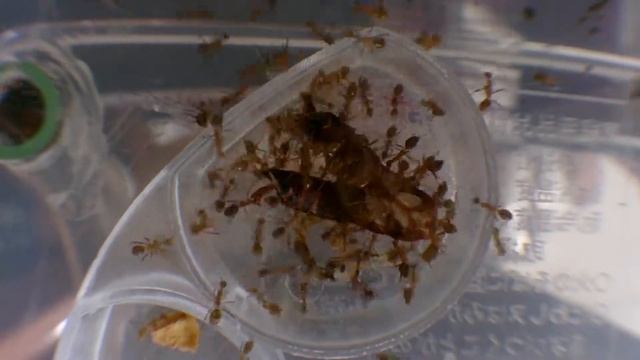 長腳捷山蟻 Anoplolepis longipes смотреть онлайн