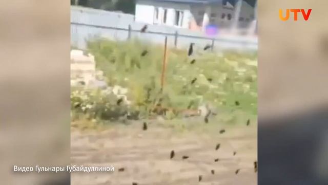 Новости Стерлитамака, Салавата, Ишимбая: из-за захоронений куриных тушек появились мухи и запах смотреть онлайн