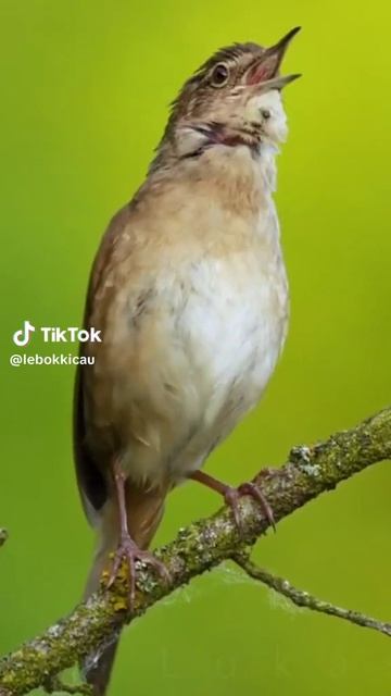 Burung grasshopper warbler смотреть онлайн