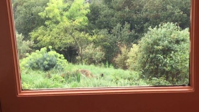 Coyote caught on camera short clip 0 clickbait смотреть онлайн