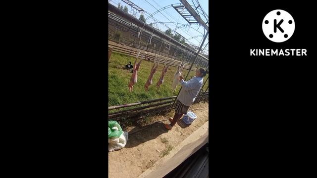 Куённи тозалашни урганамиза. Учимся разделывать кролика!!! смотреть онлайн