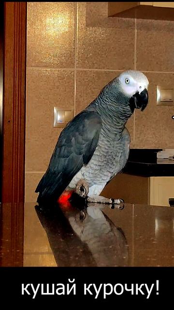 ✅ МОНОЛОГ О ЕДЕ 🤣 ЖАКО ПЕТРУНЯ 🐦#shorts смотреть онлайн