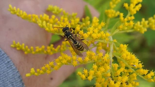Klecanka pospolita - Polistes dominula cz2 смотреть онлайн