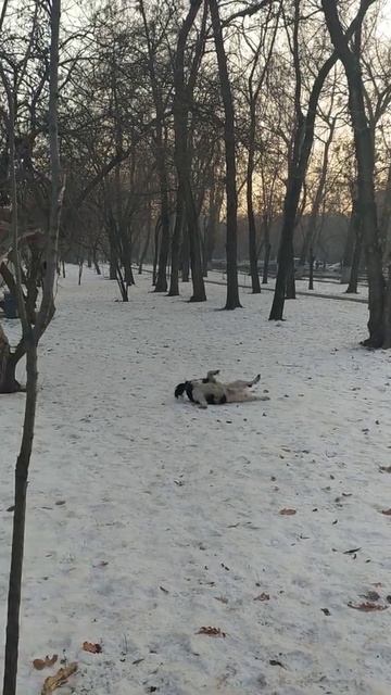 Рождённый ползать летать не может!?)Когда чешутся крылья! смотреть онлайн
