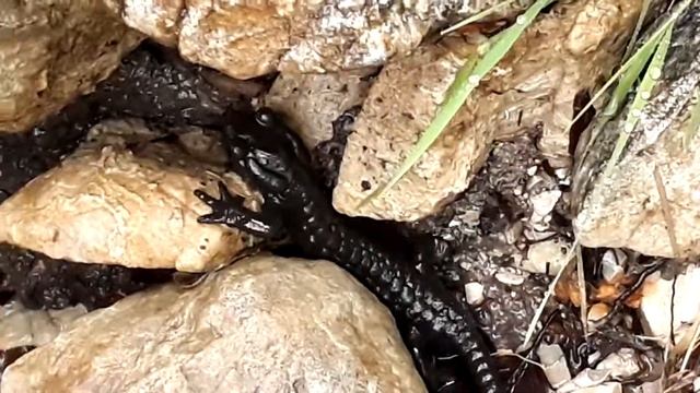 Alpensalamander смотреть онлайн