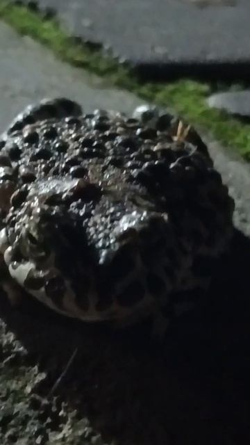 ЖАБА ЗЕЛЁНАЯ Bufo viridis смотреть онлайн